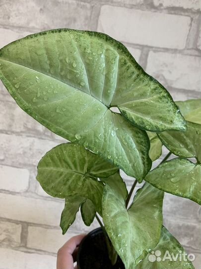 Сингониумы