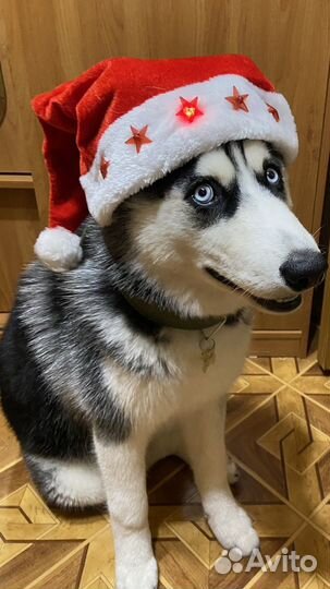 Сибирский хаски вязка мальчик 2 года