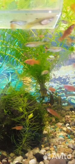 Аквариумные рыбки гуппи, мальки меченосцев