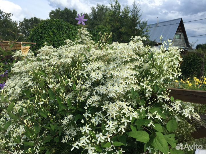 Клематис сибирский