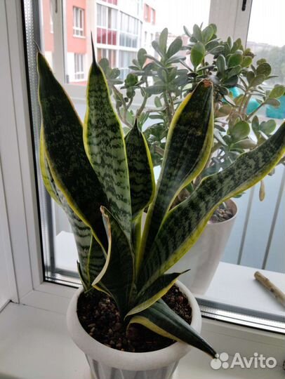 Комнатные растения