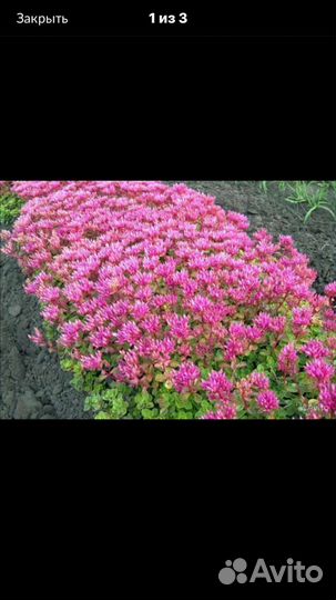 Очиток ложный