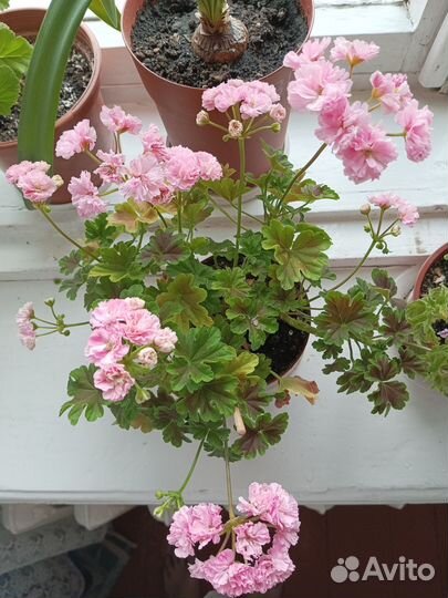 Пеларгония