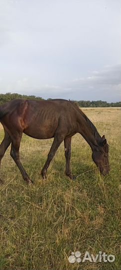 Кабардинский жеребчик