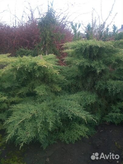 Чернозем,Перегной 1г,Навоз Крс,Грунт,от 1т