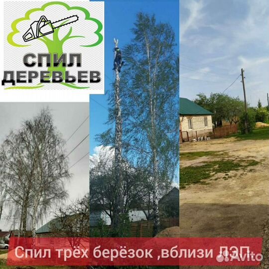 Спил деревьев