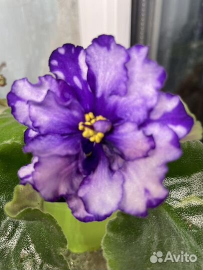 Сортовые фиалки