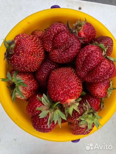 Клубника Байкальская