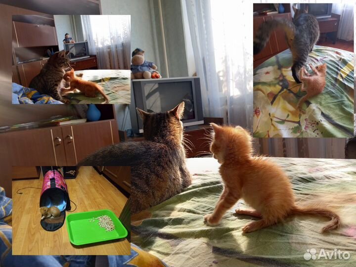 Передержка животных (у меня и у вас дома)