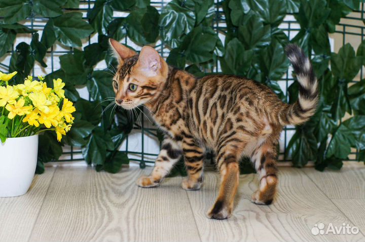 Бенгальский котик