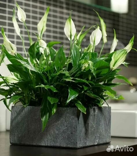 Спатифиллум Шопен/ женское счастье