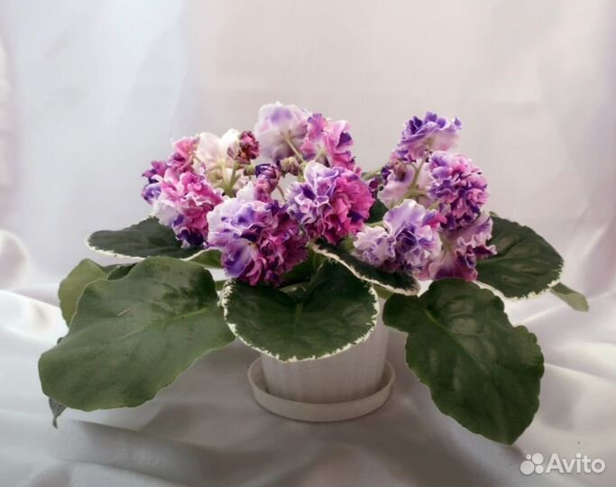 Сортовая фиалка Dn Цветные Валентинки