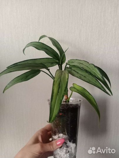 Спатифилум