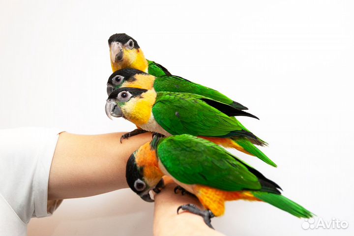 Попугай Каик ручные птенцы выкормыши