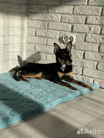 Вязка собак той-терьер