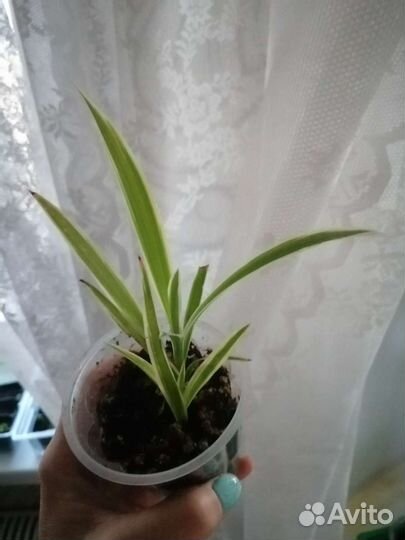 Хлорофитум хохлатый