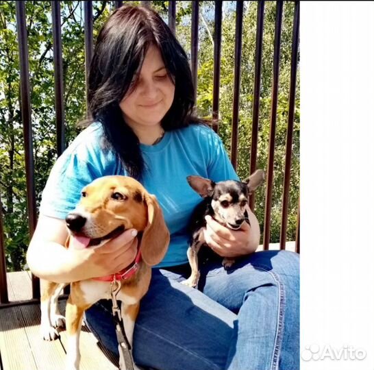 Метис гончей в добрые и ответственные руки