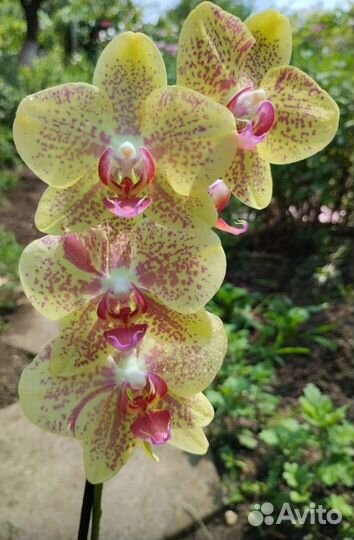 Букеты цветов