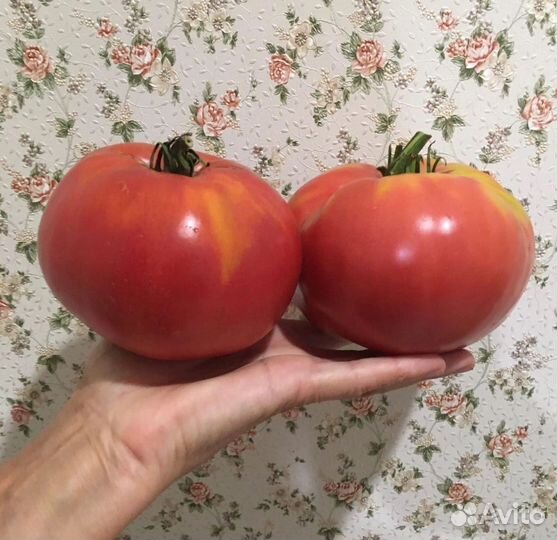 Семена натуральных (не F1) мясистых помидоров
