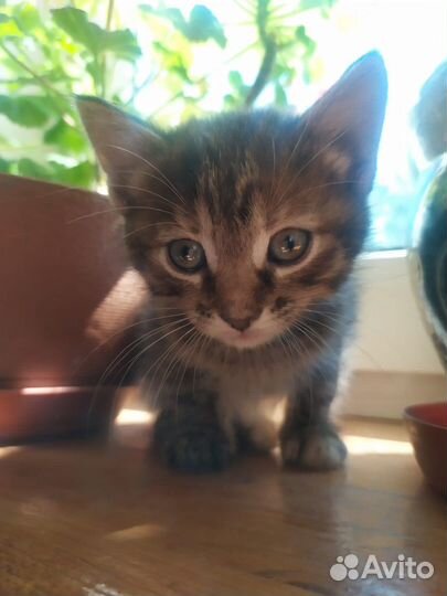 Метисы бенгала