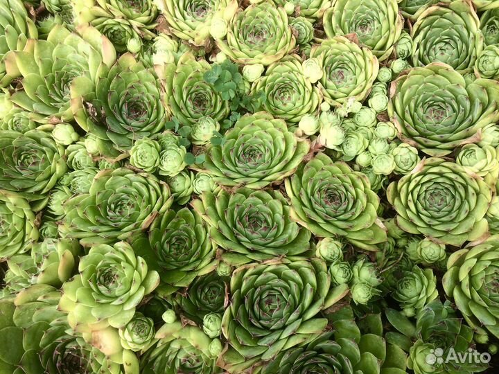 Молодило(каменная роза)