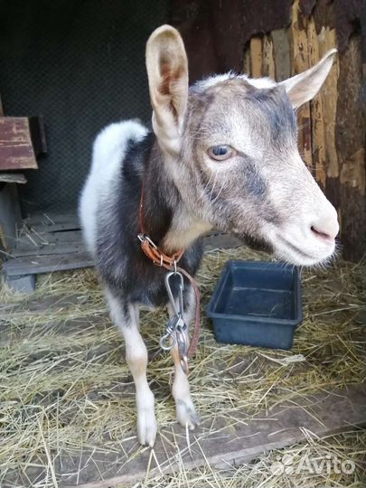 Нубийские козы