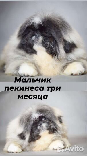 Щенки пекинеса три месяца