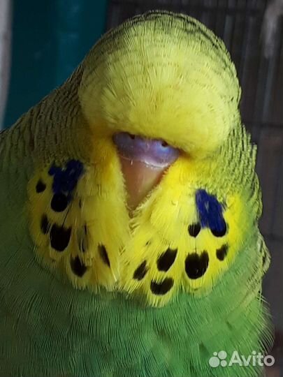 Выставочный волнистый попугай