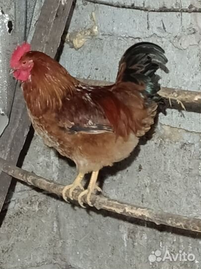 Молодые петухи