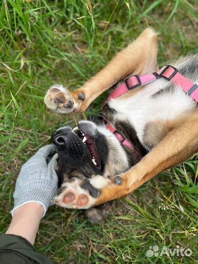 Ласковая собака из приюта ищет дом