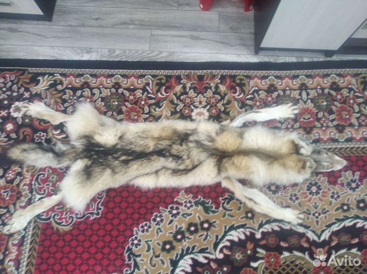 Шкура волка