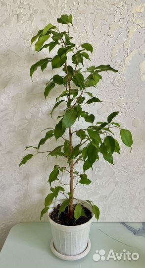 Фикус Эстер