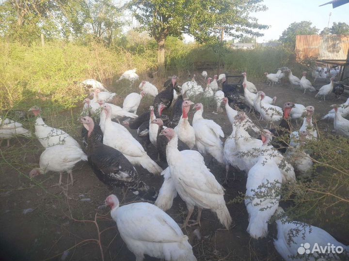 Индюки подрощенные