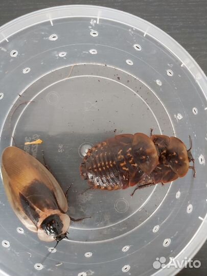 Кормовые насекомые