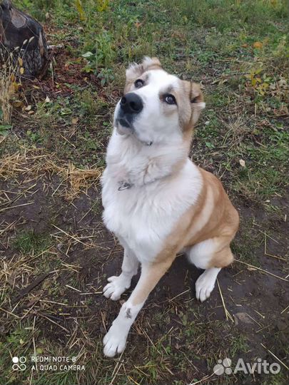 Дрессировка собак