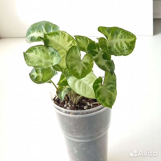 Кислица оксалис,сингониум