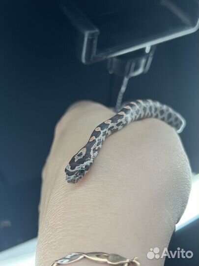 Малыши маисы