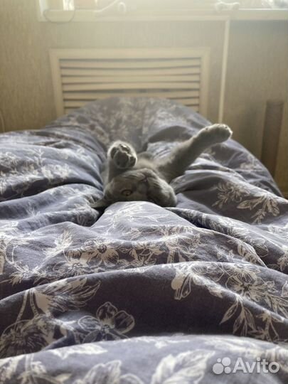 Передержка кошек, котоситтер