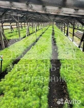 Горная сосна Мугус зкс сеянцы