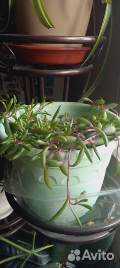 Крестовик Оттона мясистая