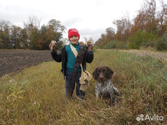 Продажа щенков