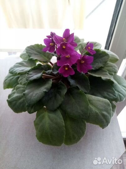 Цветы фиалки