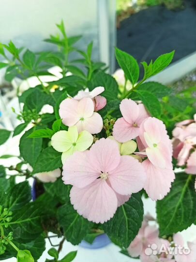 Гортензия Опт.2 года.Сбежавшая Невеста,Френч Б