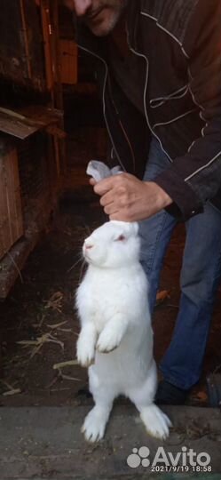 Племенные кролики мясных пород