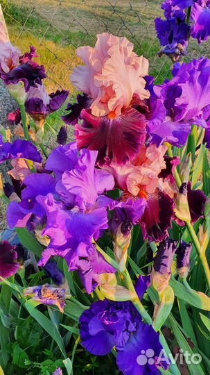 Ирисы бородатые