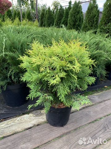 Туя западная Глобоза