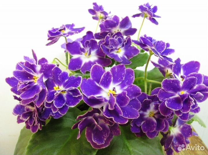 Фиалка ек Шахматный король