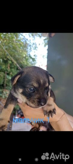 Собака, щенки