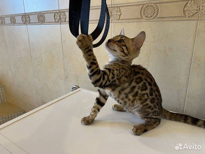 Бенгальский котенок девочка