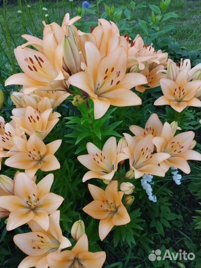 Лилии луковицы